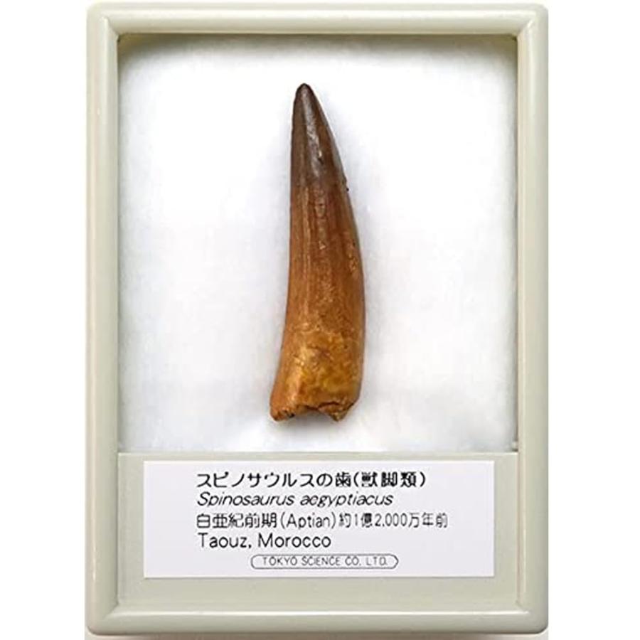 SCIENCE 恐竜の化石「スピノサウルスの歯 化石（獣脚類）約40mm 白亜紀 