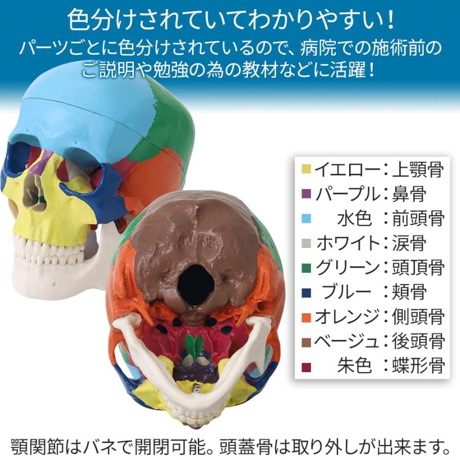 UPstore 頭蓋骨模型 実物大 可動式頭蓋模型 しゃれこうべ 歯模型 UPstore 頭蓋骨模型 実物大 可動式頭蓋模型 しゃれこうべ 歯模型