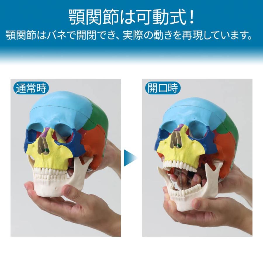 UPstore 頭蓋骨模型 実物大 可動式頭蓋模型 しゃれこうべ 歯模型 UPstore 頭蓋骨模型 実物大 可動式頭蓋模型 しゃれこうべ 歯模型