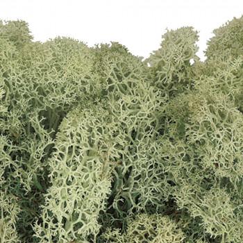 新作モデル L予約販売品l 東北花材 Toka ドライフラワー フィンランドモス 大袋 フレッシュグリーン 約1kg L 同梱 訳ありセール格安 Www Tiebreak Fr