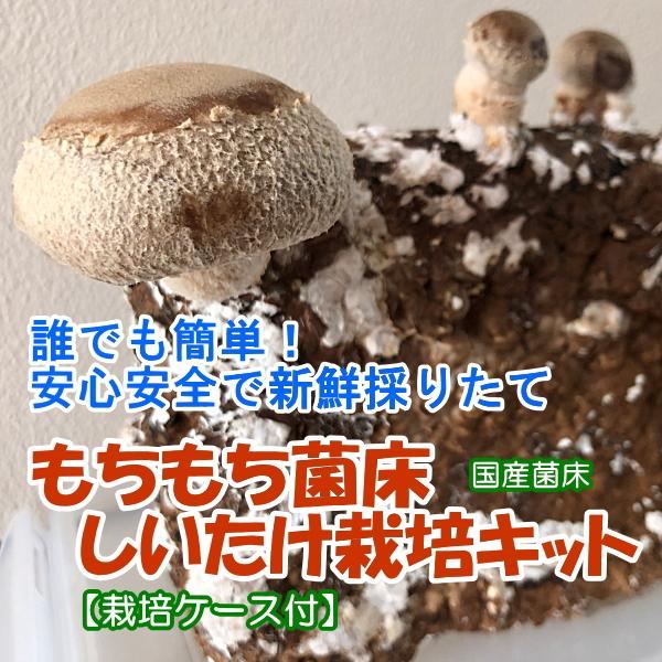 しいたけ栽培キット もちもち菌床椎茸 【栽培ケース付】 【群馬原産】 ご家庭で椎茸栽培　誰でも簡単　安心安全で新鮮　インドアファーム　農家も使う菌床｜ease-style