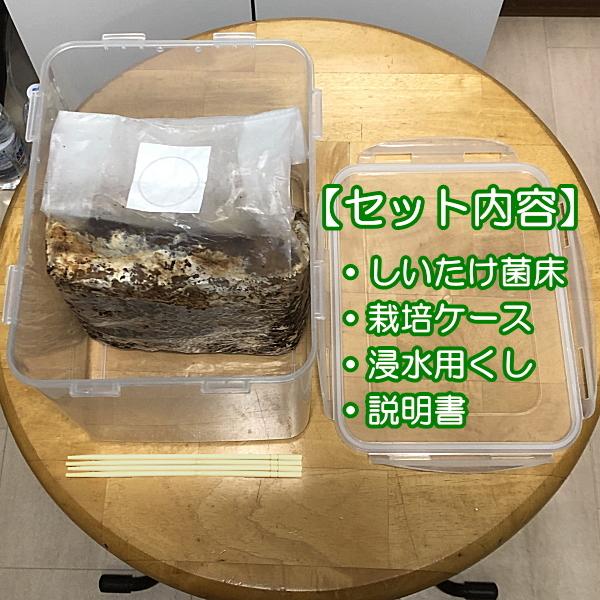 しいたけ栽培キット もちもち菌床椎茸 【栽培ケース付】 【群馬