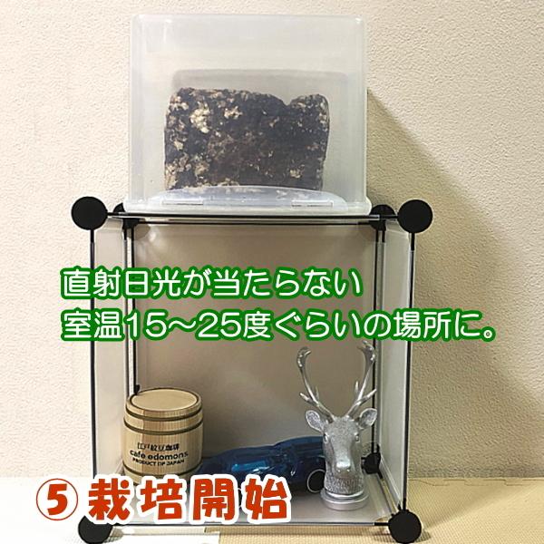 しいたけ栽培キット もちもち菌床椎茸 【栽培ケース付】 【群馬原産】 ご家庭で椎茸栽培　誰でも簡単　安心安全で新鮮　インドアファーム　農家も使う菌床｜ease-style｜12