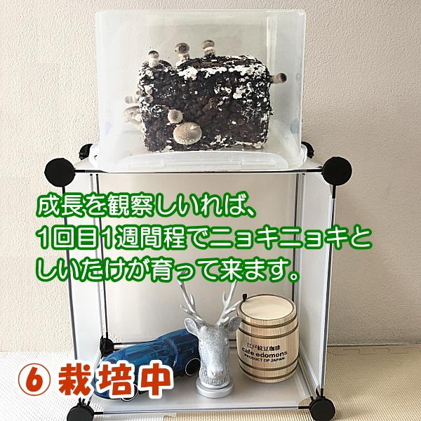 しいたけ栽培キット もちもち菌床椎茸 【栽培ケース付】 【群馬原産】 ご家庭で椎茸栽培　誰でも簡単　安心安全で新鮮　インドアファーム　農家も使う菌床｜ease-style｜13