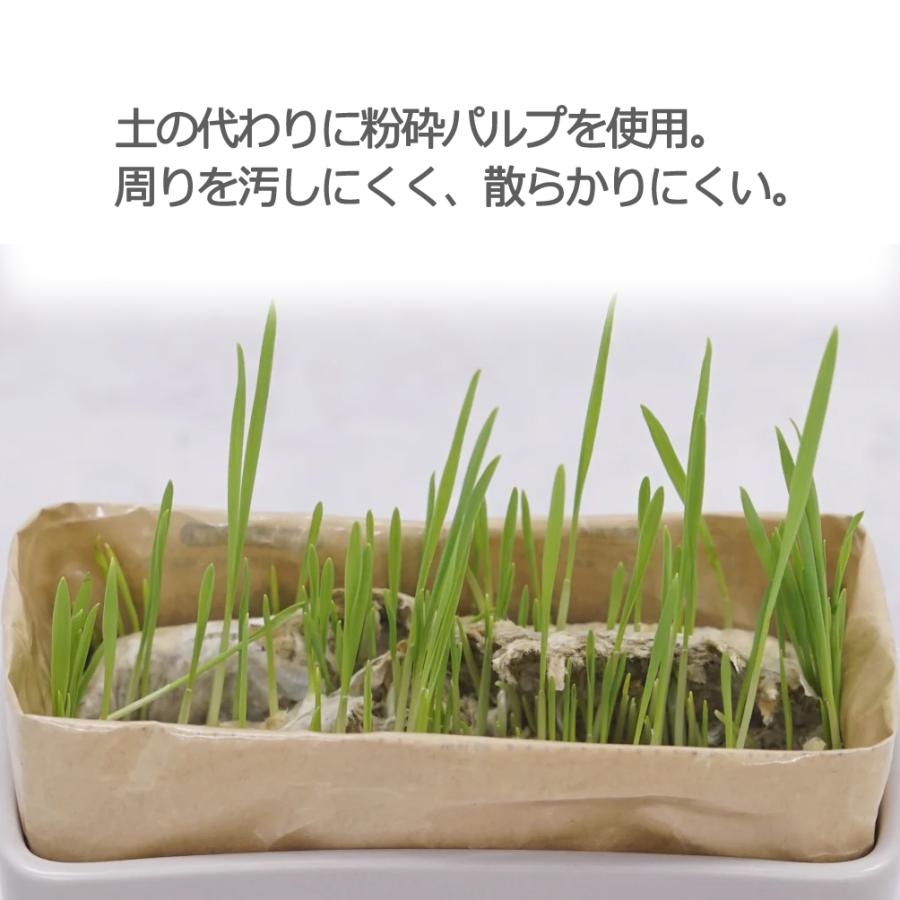 HARIO（ハリオ） 猫草 にゃんベジ ニャンベジ リフィル 猫くさ ねこくさ 猫草栽培キット 猫草の育て方 猫草おやつ 猫 草 種 リフィル ...