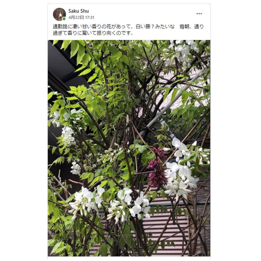 Shusaku シュウサク 魁 さきがけ CD オリジナル曲 横須賀サウンド