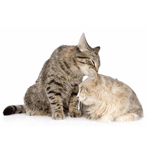 フェリウェイ Feliway リキッド マルチキャット 48ml（交換用）6個セット_1
