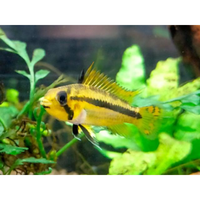 アピストグラマ カカトゥオイデス ダブルレッド Euブリード ペア N003 えび嵐yahoo 店 通販 Yahoo ショッピング