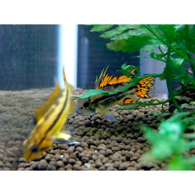 アピストグラマ カカトゥオイデス ダブルレッド Euブリード ペア N003 えび嵐yahoo 店 通販 Yahoo ショッピング