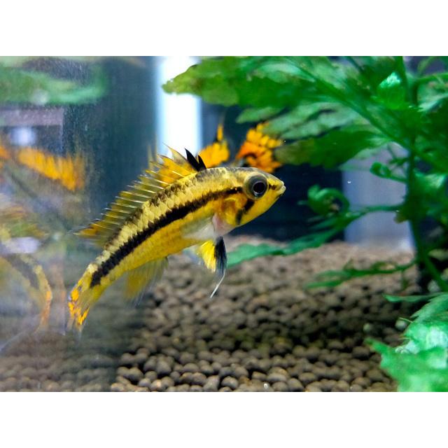 アピストグラマ カカトゥオイデス ダブルレッド Euブリード ペア N003 えび嵐yahoo 店 通販 Yahoo ショッピング