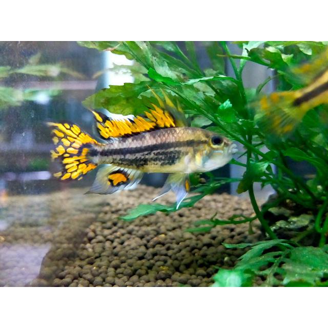 アピストグラマ カカトゥオイデス ダブルレッド Euブリード ペア N003 えび嵐yahoo 店 通販 Yahoo ショッピング