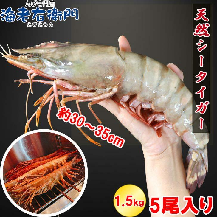 シータイガー 冷凍海老 当店最大 有頭 特大 冷凍エビ 超特大 天然有頭シータイガーえび 1.5kg 5尾サイズ 1尾あたり300ｇ前後！ バーベキュー エビフライ 業務用 | 