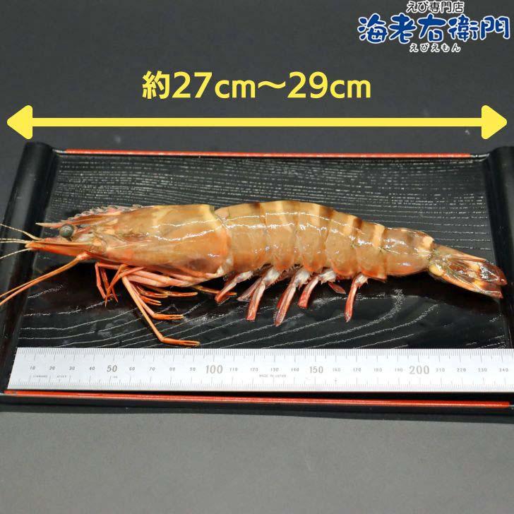 シータイガー 冷凍海老 特大 有頭 冷凍エビ 超特大 1.5kg 12尾 バングラデシュ産船凍結品 高い鮮度 天然有頭シータイガー 海老 エビ 大きい 冷凍えび 業務用 |  | 02