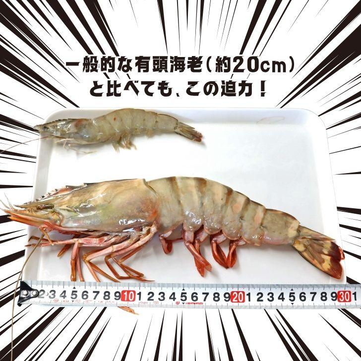 シータイガー 冷凍海老 当店最大 有頭 特大 冷凍エビ 超特大 天然有頭シータイガーえび 1.5kg 5尾サイズ 1尾あたり300ｇ前後！ バーベキュー エビフライ 業務用 |  | 01