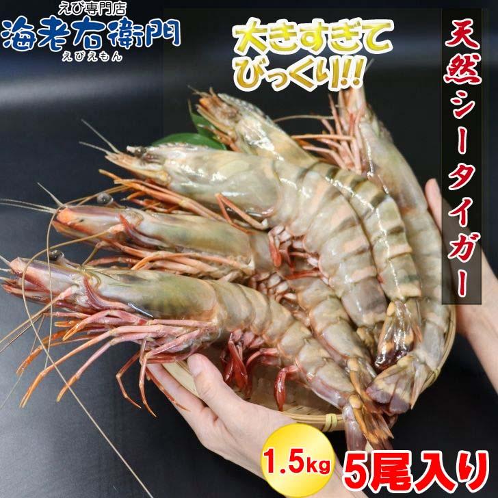 シータイガー 冷凍海老 当店最大 有頭 特大 冷凍エビ 超特大 天然有頭シータイガーえび 1.5kg 5尾サイズ 1尾あたり300ｇ前後！ バーベキュー エビフライ 業務用 |  | 02