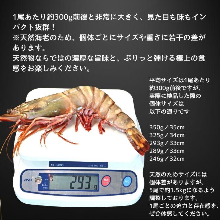 シータイガー 冷凍海老 当店最大 有頭 特大 冷凍エビ 超特大 天然有頭シータイガーえび 1.5kg 5尾サイズ 1尾あたり300ｇ前後！ バーベキュー エビフライ 業務用 |  | 03