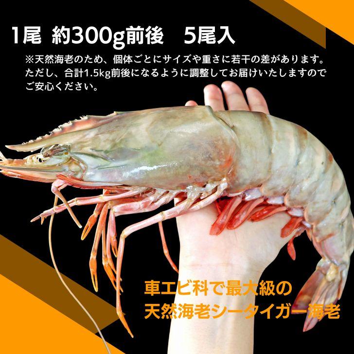シータイガー 冷凍海老 当店最大 有頭 特大 冷凍エビ 超特大 天然有頭シータイガーえび 1.5kg 5尾サイズ 1尾あたり300ｇ前後！ バーベキュー エビフライ 業務用 |  | 09