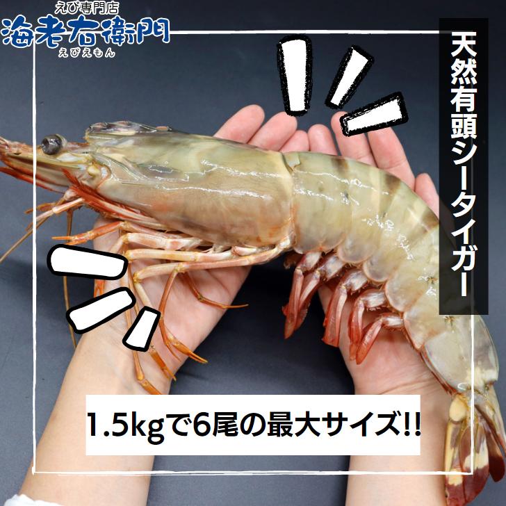 有頭エビフライ 特大 シータイガー 特大 当店直輸入 超特大 1.5kgで6尾の最大サイズ 高い鮮度 天然有頭シータイガーえび 特大 海老 エビ 大きい 冷凍えび 業務用 |  | 02