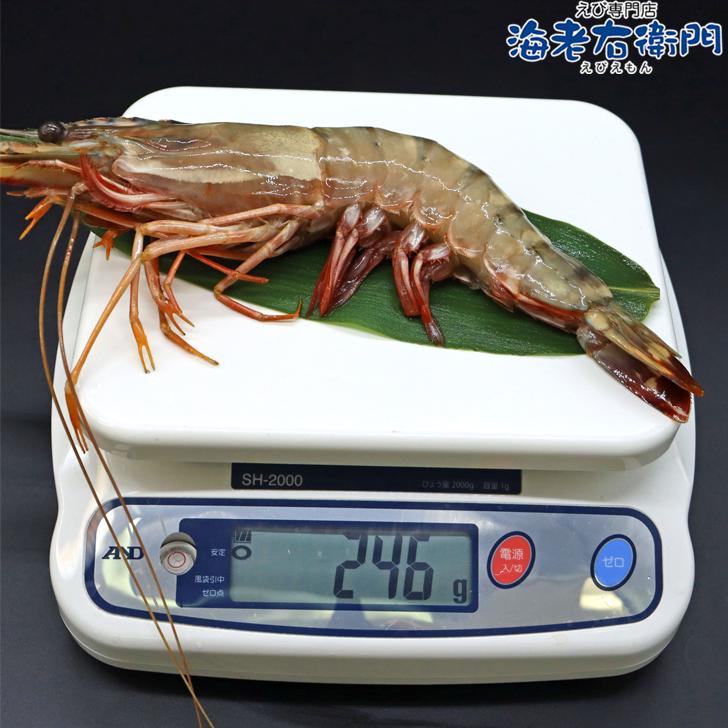 有頭エビフライ 特大 シータイガー 特大 当店直輸入 超特大 1.5kgで6尾の最大サイズ 高い鮮度 天然有頭シータイガーえび 特大 海老 エビ 大きい 冷凍えび 業務用 |  | 03