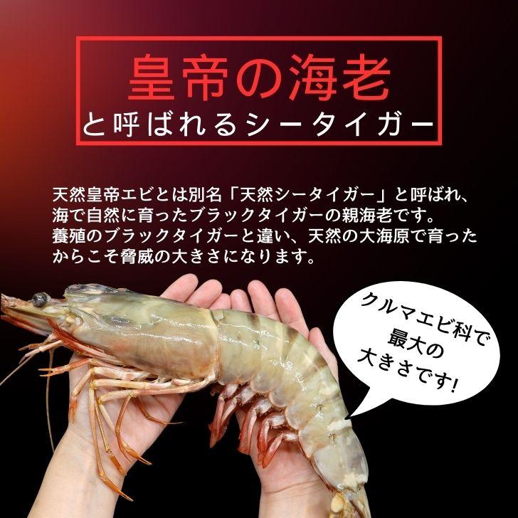 有頭エビフライ 特大 シータイガー 特大 当店直輸入 超特大 1.5kgで6尾の最大サイズ 高い鮮度 天然有頭シータイガーえび 特大 海老 エビ 大きい 冷凍えび 業務用 |  | 04