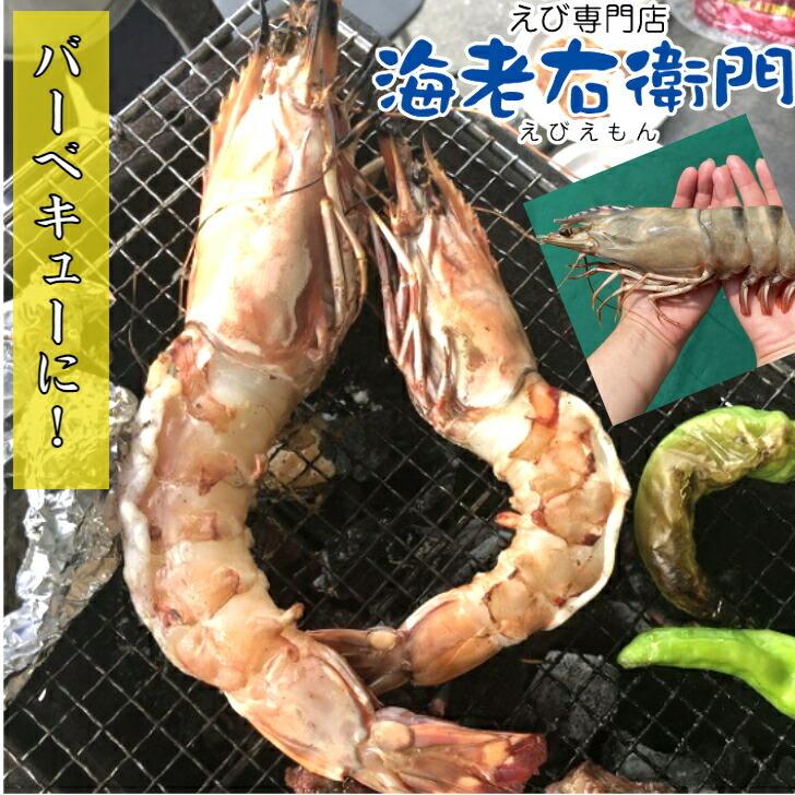 シータイガー 冷凍えび 有頭 特大 超特大 天然有頭シータイガー 1.5kg 10尾 海老 エビ 大きい 冷凍えび スリランカ バーベキュー エビフライ 有頭エビ 業務用 |  | 03