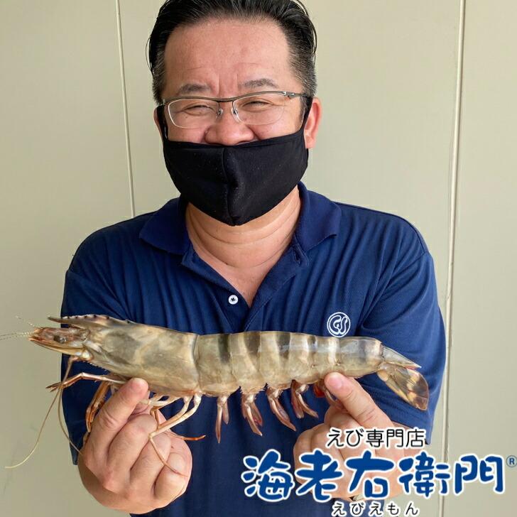 シータイガー 冷凍えび 有頭 特大 超特大 天然有頭シータイガー 1.5kg 10尾 海老 エビ 大きい 冷凍えび スリランカ バーベキュー エビフライ 有頭エビ 業務用 |  | 06