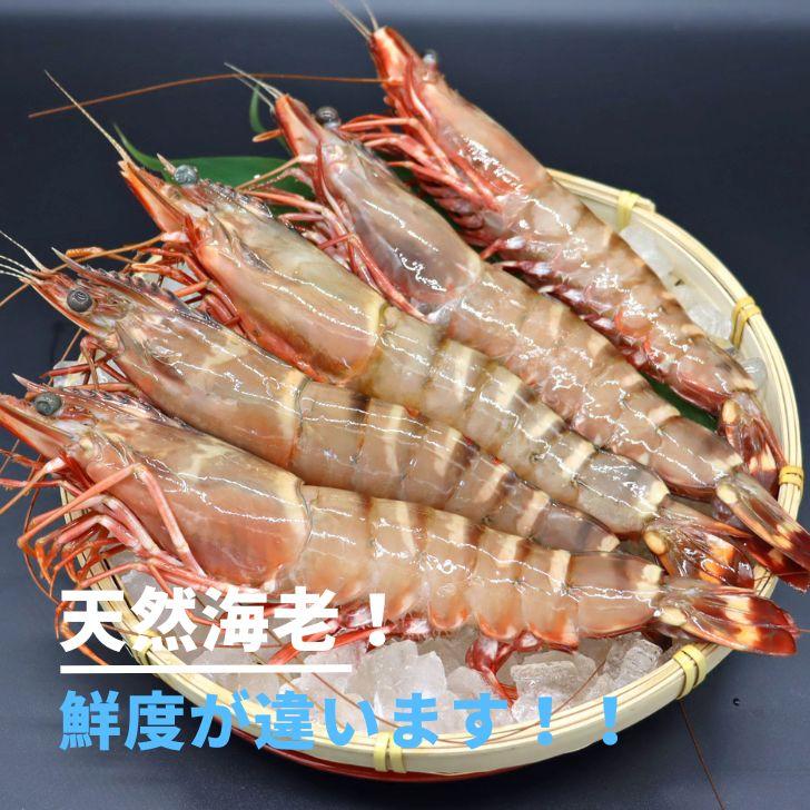 美味しい海老 シータイガー 12尾 1.5kg 有頭 特大 冷凍エビ 超特大 天然有頭シータイガー 海老 大きい 冷凍えび スリランカ バーベキュー エビフライ 業務用 |  | 15