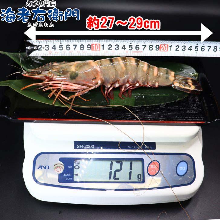 美味しい海老 シータイガー 12尾 1.5kg 有頭 特大 冷凍エビ 超特大 天然有頭シータイガー 海老 大きい 冷凍えび スリランカ バーベキュー エビフライ 業務用 |  | 02