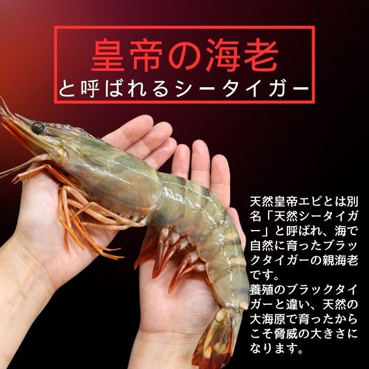 美味しい海老 シータイガー 12尾 1.5kg 有頭 特大 冷凍エビ 超特大 天然有頭シータイガー 海老 大きい 冷凍えび スリランカ バーベキュー エビフライ 業務用 |  | 03