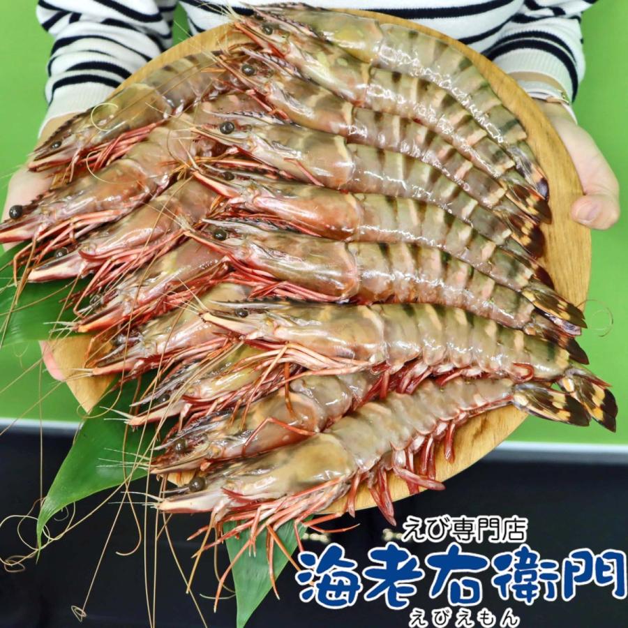 美味しい海老 シータイガー 有頭 冷凍エビ 長さ25センチ級 天然有頭シータイガー 1.5kg 15尾 海老 冷凍えび バーベキュー エビフライ 美味しい海老 業務用 |  | 04
