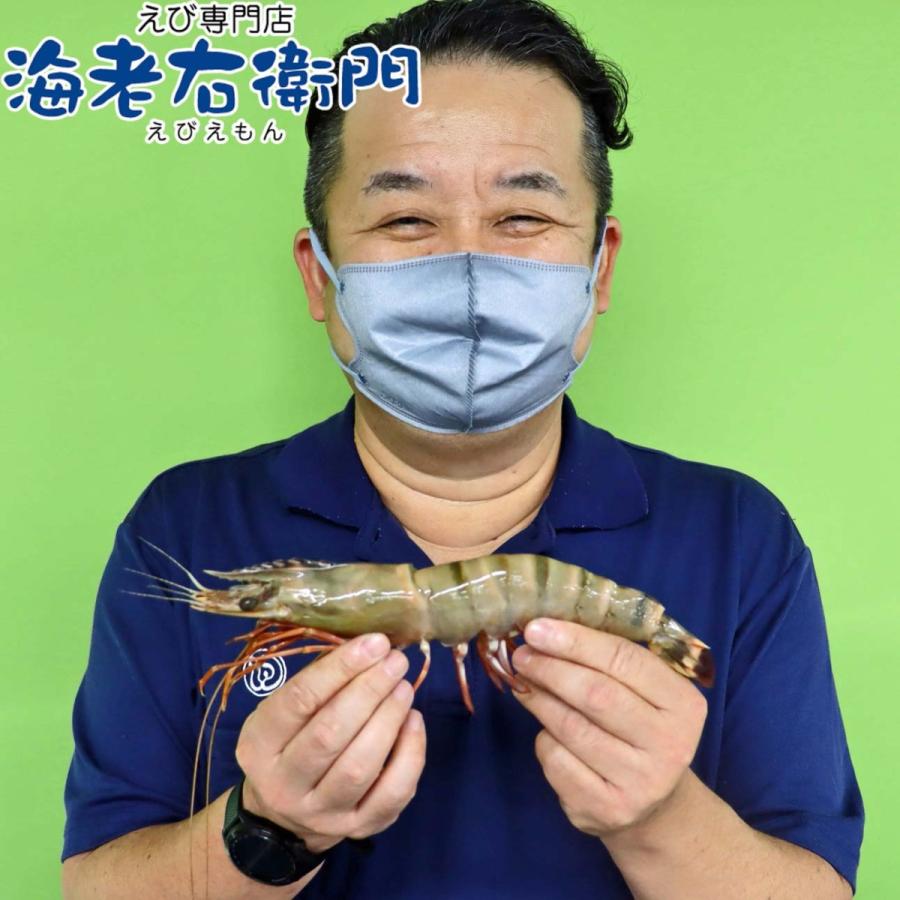 美味しい海老 シータイガー 有頭 冷凍エビ 長さ25センチ級 天然有頭シータイガー 1.5kg 15尾 海老 冷凍えび バーベキュー エビフライ 美味しい海老 業務用 |  | 05
