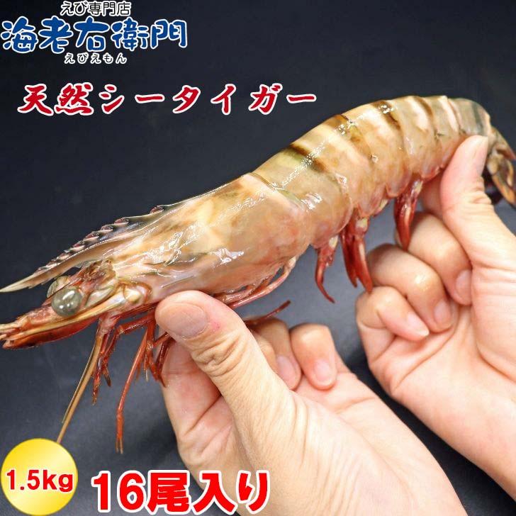 シータイガー 冷凍海老 当店直輸入 有頭 特大 冷凍エビ 超特大 天然有頭シータイガーえび 1.5kg 16尾サイズ スリランカ バーベキュー エビフライ 業務用 |  | 16