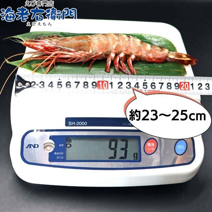 シータイガー 冷凍海老 当店直輸入 有頭 特大 冷凍エビ 超特大 天然有頭シータイガーえび 1.5kg 16尾サイズ スリランカ バーベキュー エビフライ 業務用 |  | 02