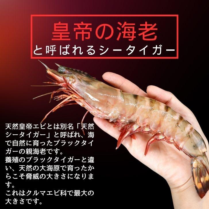 シータイガー 冷凍海老 当店直輸入 有頭 特大 冷凍エビ 超特大 天然有頭シータイガーえび 1.5kg 16尾サイズ スリランカ バーベキュー エビフライ 業務用 |  | 05