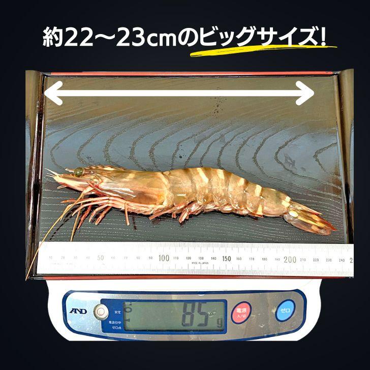 当店直輸入！長さ20センチ級！天然有頭シータイガーえび 1.5kg 18尾サイズ 冷凍えび バーベキュー 美味しいエビフライ 冷凍エビ エビ 業務用 |  | 02