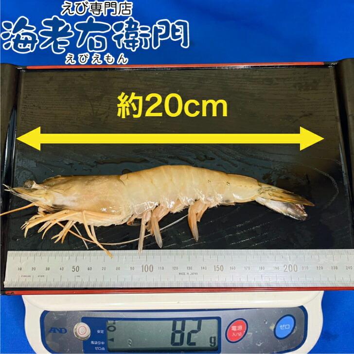 長さ20センチ級！天然有頭ホワイトえび 1.5kg 18尾入り 有頭エビ