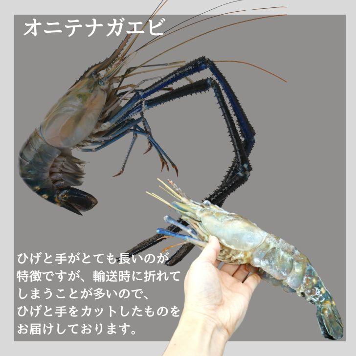 天然オニテナガエビ 超超特大サイズ 約20尾〜27尾入り 150g/200gサイズ 4kgです。アジアンロブスター 特大 巨大 天然海老 天然えび 有頭えび 業務用 |  | 10