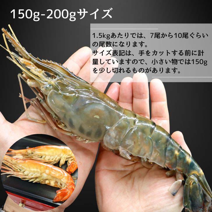 天然オニテナガエビ 超超特大サイズ 約20尾〜27尾入り 150g/200gサイズ 4kgです。アジアンロブスター 特大 巨大 天然海老 天然えび 有頭えび 業務用 |  | 02