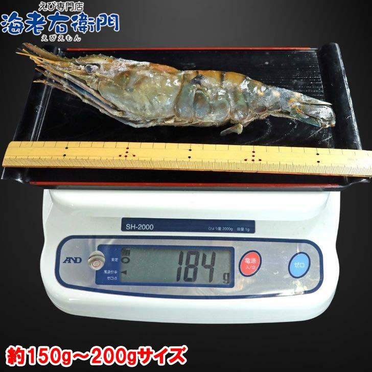 天然オニテナガエビ 超超特大サイズ 約20尾〜27尾入り 150g/200gサイズ 4kgです。アジアンロブスター 特大 巨大 天然海老 天然えび 有頭えび 業務用 |  | 05