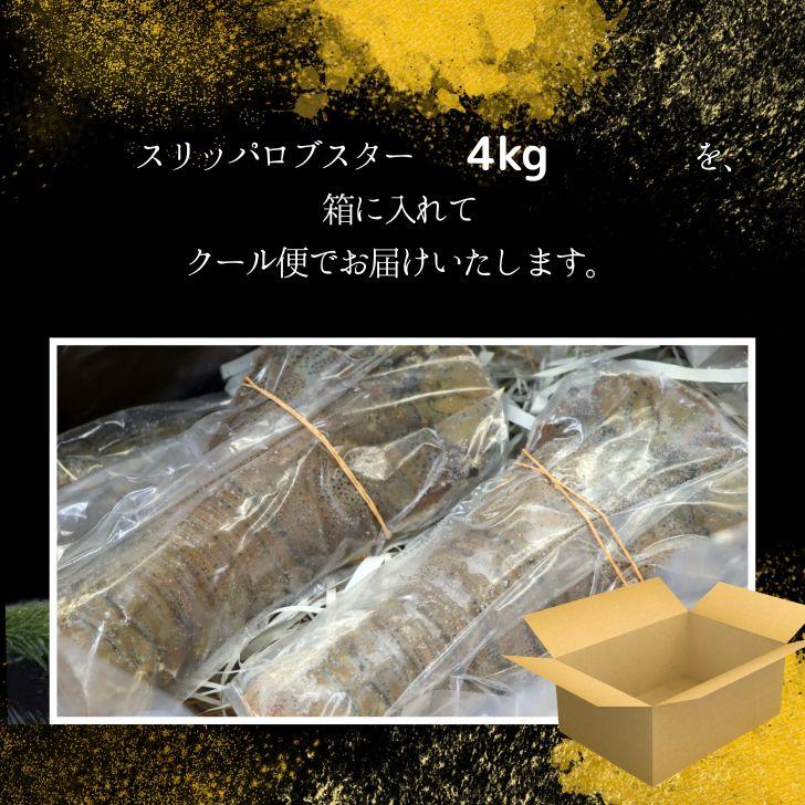 スリッパロブスター 4kg 約26〜40尾入り スリランカ産 加熱用 うちわえびのような食感と旨み 希少 海老 高級 濃厚 甘み BBQ 塩焼き 蒸し料理 業務用 大容量 |  | 10