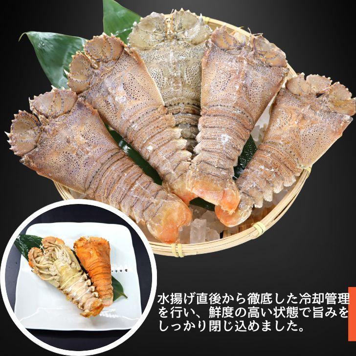 スリッパロブスター 4kg 約26〜40尾入り スリランカ産 加熱用 うちわえびのような食感と旨み 希少 海老 高級 濃厚 甘み BBQ 塩焼き 蒸し料理 業務用 大容量 |  | 13