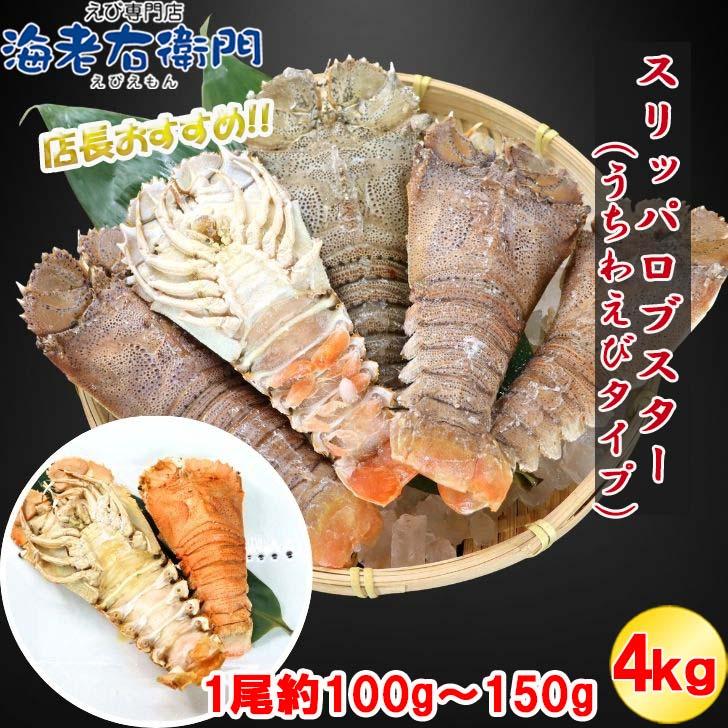 スリッパロブスター 4kg 約26〜40尾入り スリランカ産 加熱用 うちわえびのような食感と旨み 希少 海老 高級 濃厚 甘み BBQ 塩焼き 蒸し料理 業務用 大容量 |  | 11