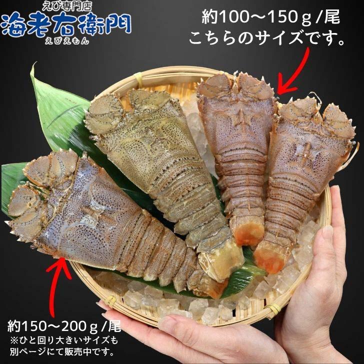 スリッパロブスター 4kg 約26〜40尾入り スリランカ産 加熱用 うちわえびのような食感と旨み 希少 海老 高級 濃厚 甘み BBQ 塩焼き 蒸し料理 業務用 大容量 |  | 12