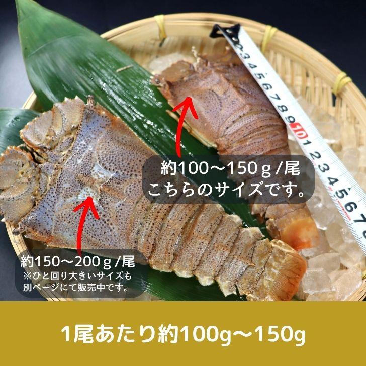 スリッパロブスター 4kg 約26〜40尾入り スリランカ産 加熱用 うちわえびのような食感と旨み 希少 海老 高級 濃厚 甘み BBQ 塩焼き 蒸し料理 業務用 大容量 |  | 01