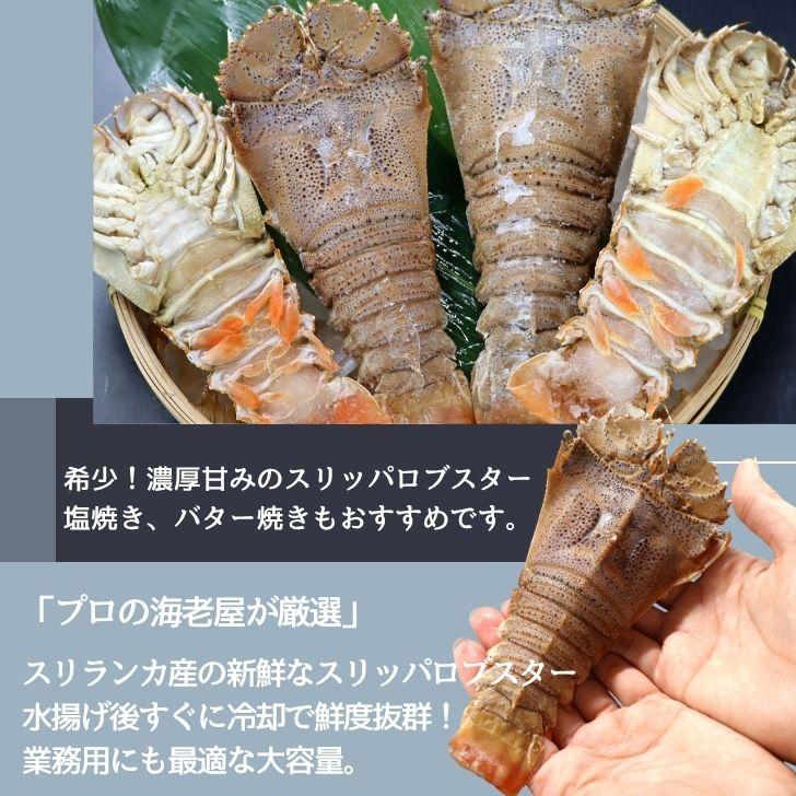 スリッパロブスター 4kg 約26〜40尾入り スリランカ産 加熱用 うちわえびのような食感と旨み 希少 海老 高級 濃厚 甘み BBQ 塩焼き 蒸し料理 業務用 大容量 |  | 15