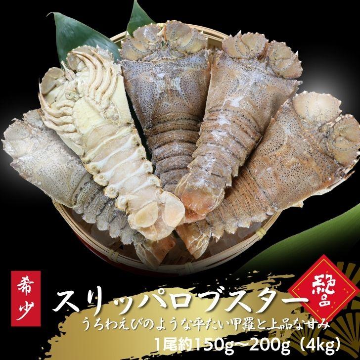 スリッパロブスター 4kg 約20〜26尾入り スリランカ産 加熱用 うちわえびのような食感と旨み 希少 海老 高級 濃厚 甘み BBQ 塩焼き 蒸し料理 業務用 大容量 | 