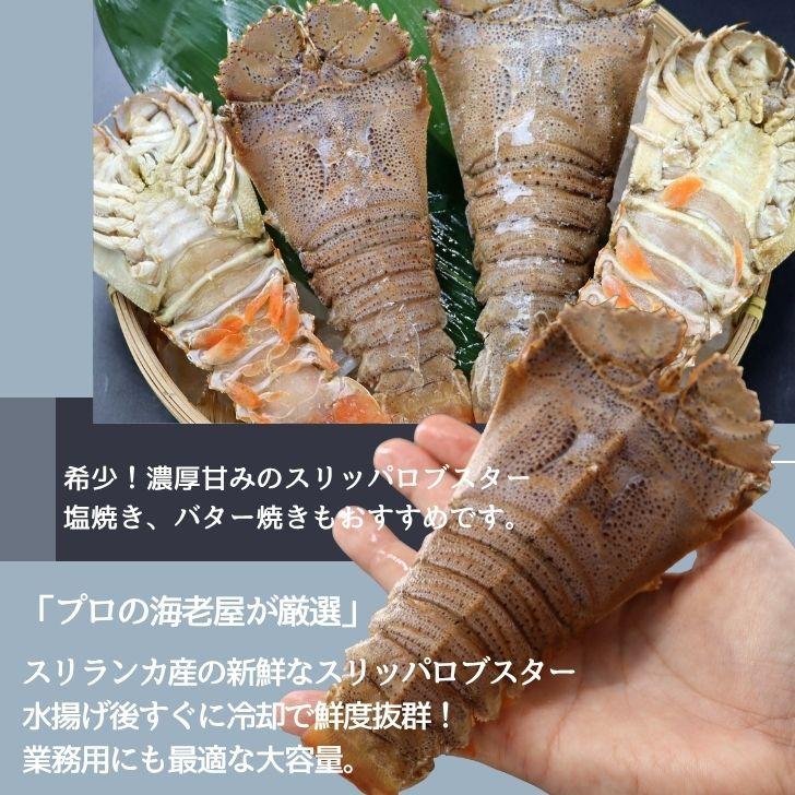 スリッパロブスター 4kg 約20〜26尾入り スリランカ産 加熱用 うちわえびのような食感と旨み 希少 海老 高級 濃厚 甘み BBQ 塩焼き 蒸し料理 業務用 大容量 |  | 15