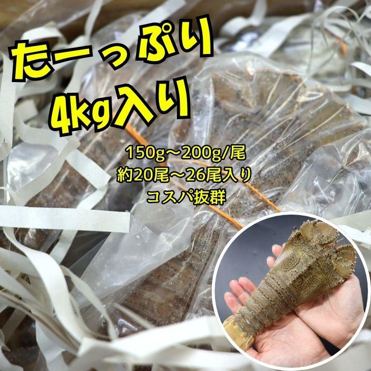 スリッパロブスター 4kg 約20〜26尾入り スリランカ産 加熱用 うちわえびのような食感と旨み 希少 海老 高級 濃厚 甘み BBQ 塩焼き 蒸し料理 業務用 大容量 |  | 17