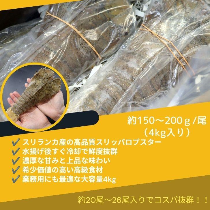 スリッパロブスター 4kg 約20〜26尾入り スリランカ産 加熱用 うちわえびのような食感と旨み 希少 海老 高級 濃厚 甘み BBQ 塩焼き 蒸し料理 業務用 大容量 |  | 08