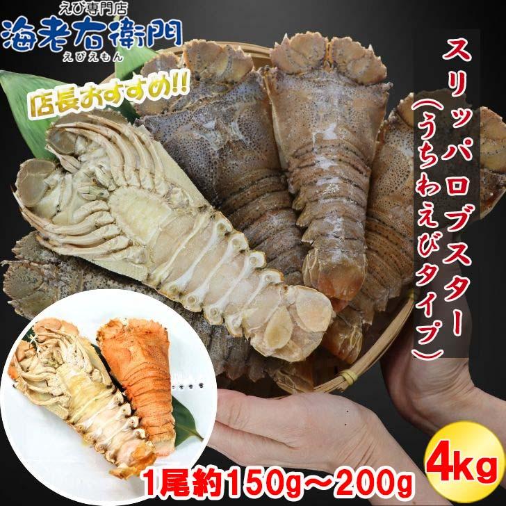 スリッパロブスター 4kg 約20〜26尾入り スリランカ産 加熱用 うちわえびのような食感と旨み 希少 海老 高級 濃厚 甘み BBQ 塩焼き 蒸し料理 業務用 大容量 |  | 11